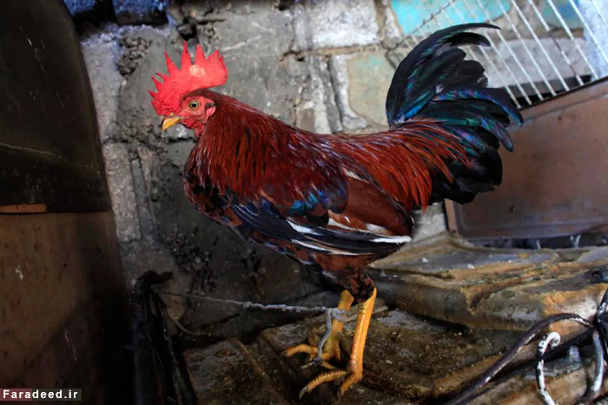 جنگ خروس‌ها سرگرمی کشور فقیر/تصاویر