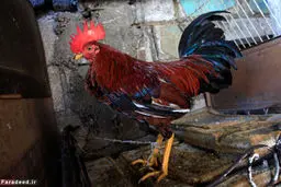 جنگ خروس‌ها سرگرمی کشور فقیر/تصاویر