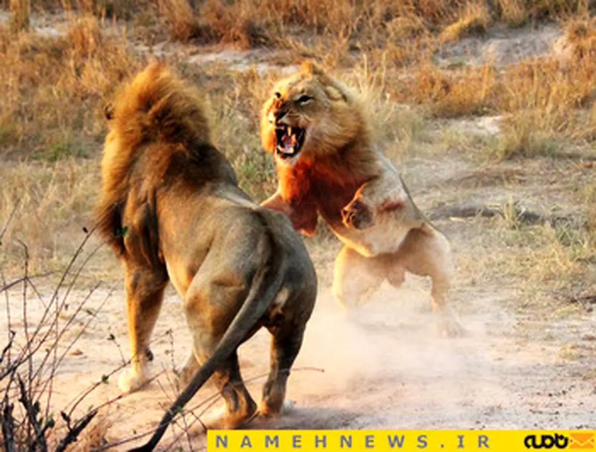 وقتی شیرها به جان یکدیگر می‌افتند/ تصاویر