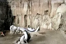 کشف مهیج پژوهشگران: انسانها، ماموت ها را به قتل می رساندند!