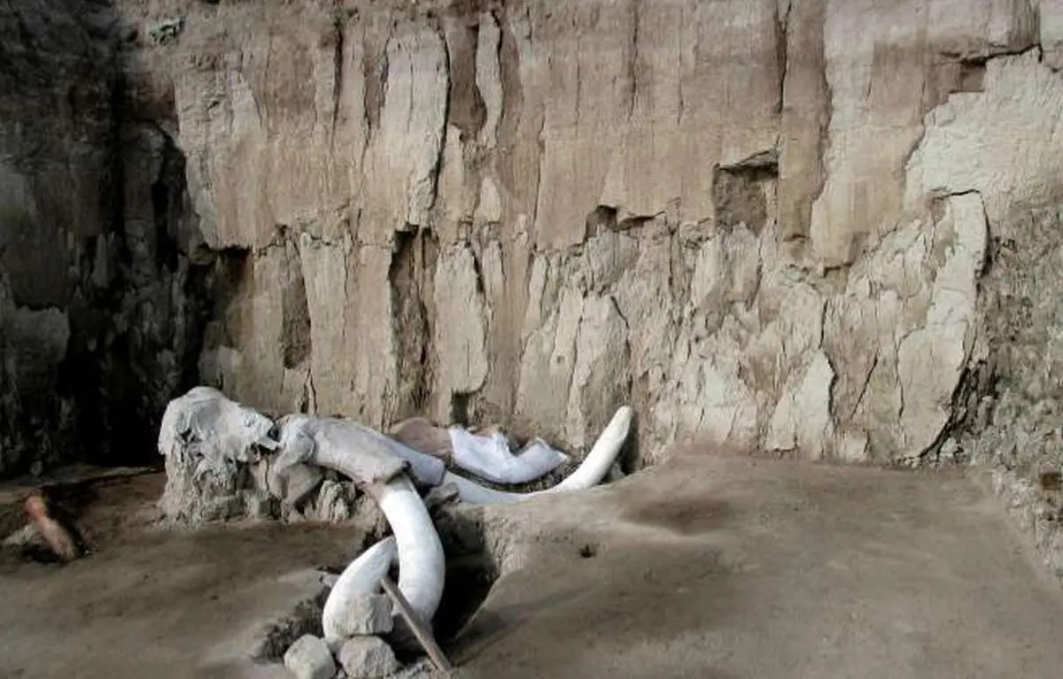 کشف مهیج پژوهشگران: انسانها، ماموت ها را به قتل می رساندند!