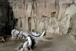 کشف مهیج پژوهشگران: انسانها، ماموت ها را به قتل می رساندند!