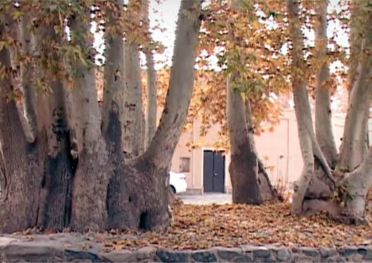 عکس درختی با ۲۰ فرزند در ایران!