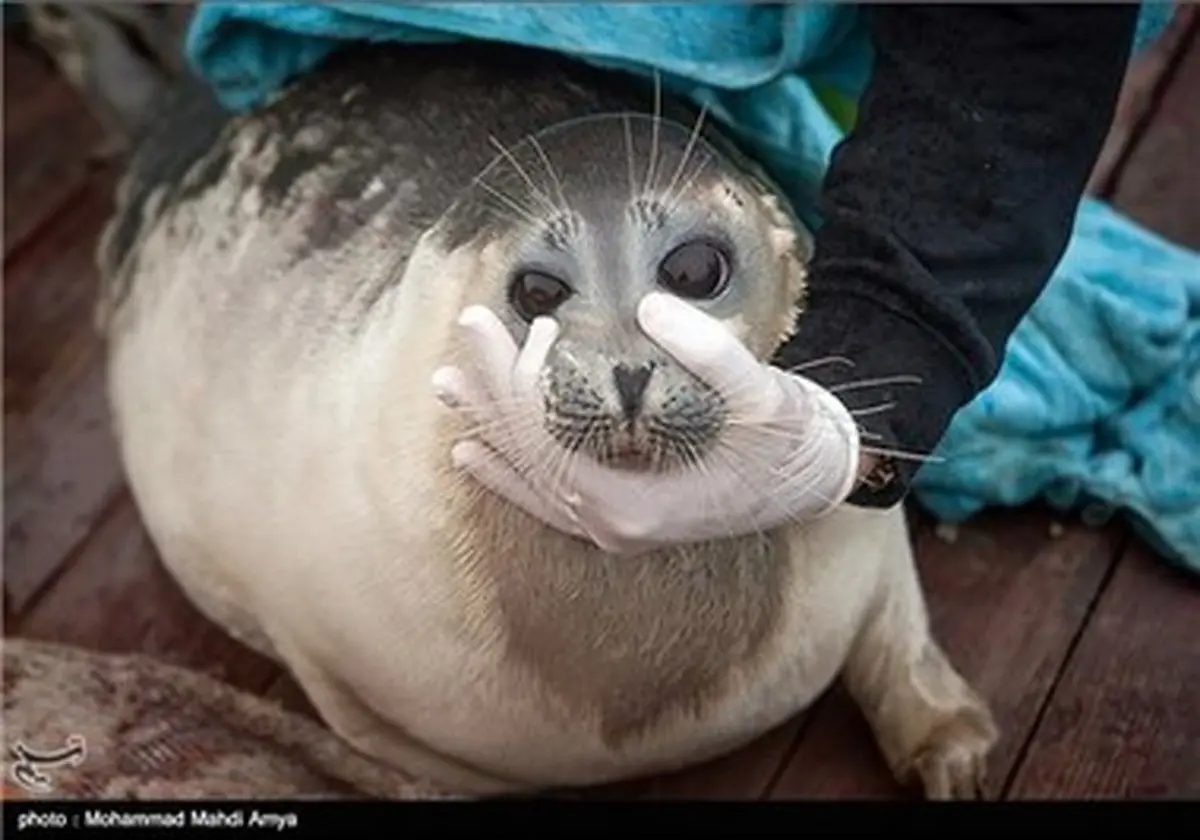 نجات فوک خزری در گلستان/تصاویر