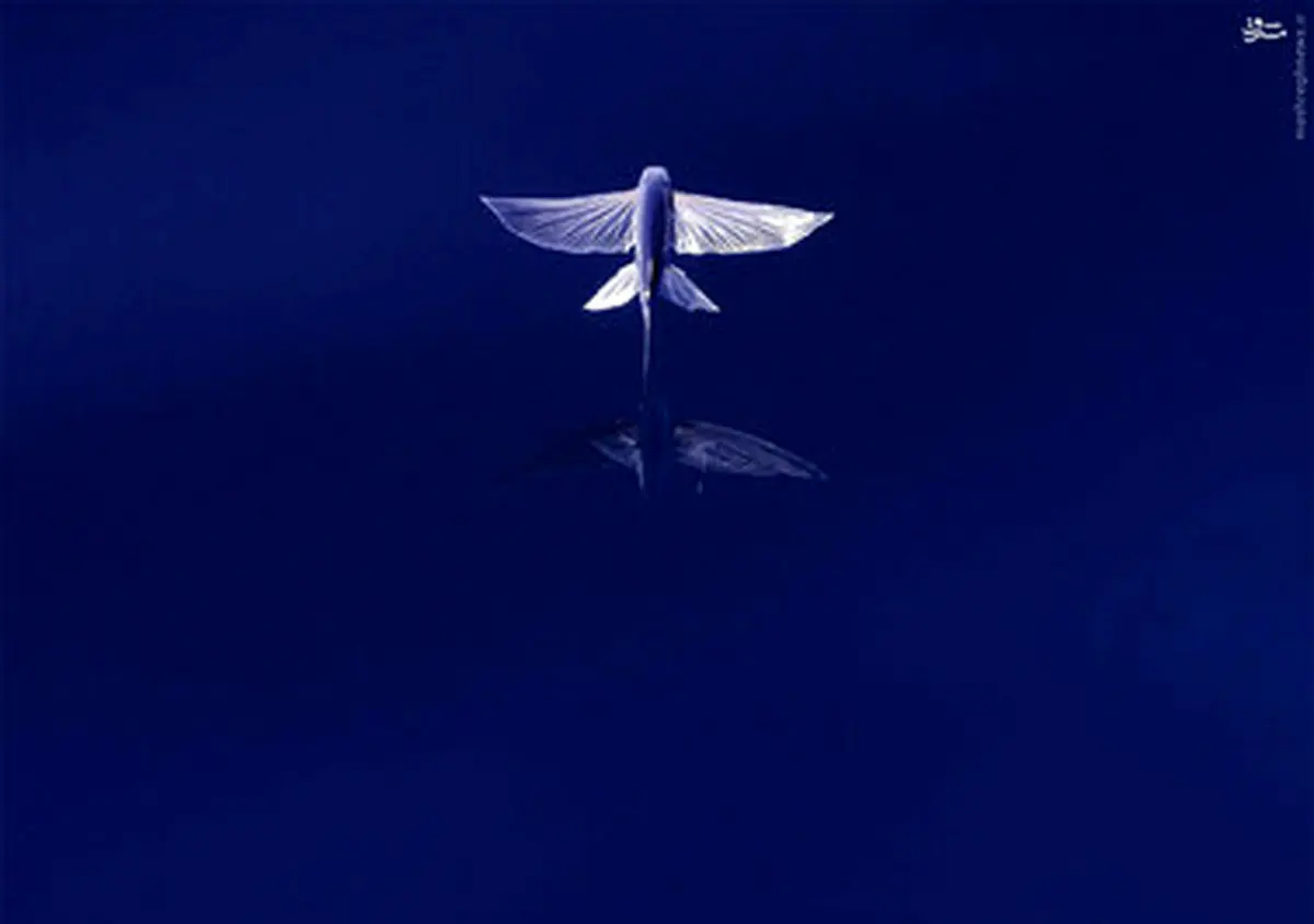 ماهی ها پرواز می کنند/ تصاویر