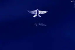 ماهی ها پرواز می کنند/ تصاویر