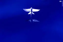 ماهی ها پرواز می کنند/ تصاویر