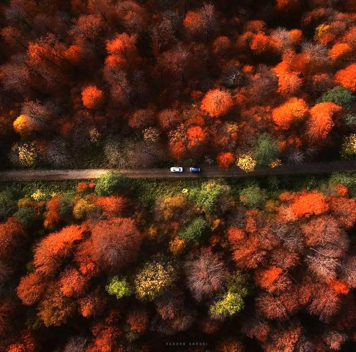 تصویری بینظیر از جنگل‌های مازندران / عکس