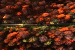 تصویری بینظیر از جنگل‌های مازندران / عکس