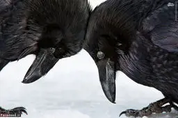 مسابقه عکاسی دنیای پرندگان/ تصاویر