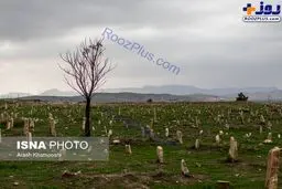 تصویری دردناک از قبرستان قربانیان زلزله سرپل ذهاب