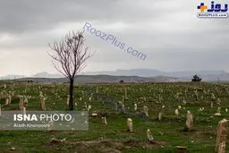 تصویری دردناک از قبرستان قربانیان زلزله سرپل ذهاب