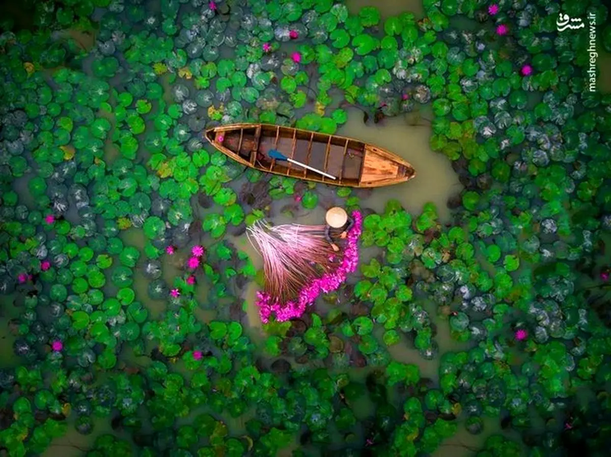 تصویری دیدنی از برداشت گل نیلوفر در عکس روز نشنال جئوگرافیک