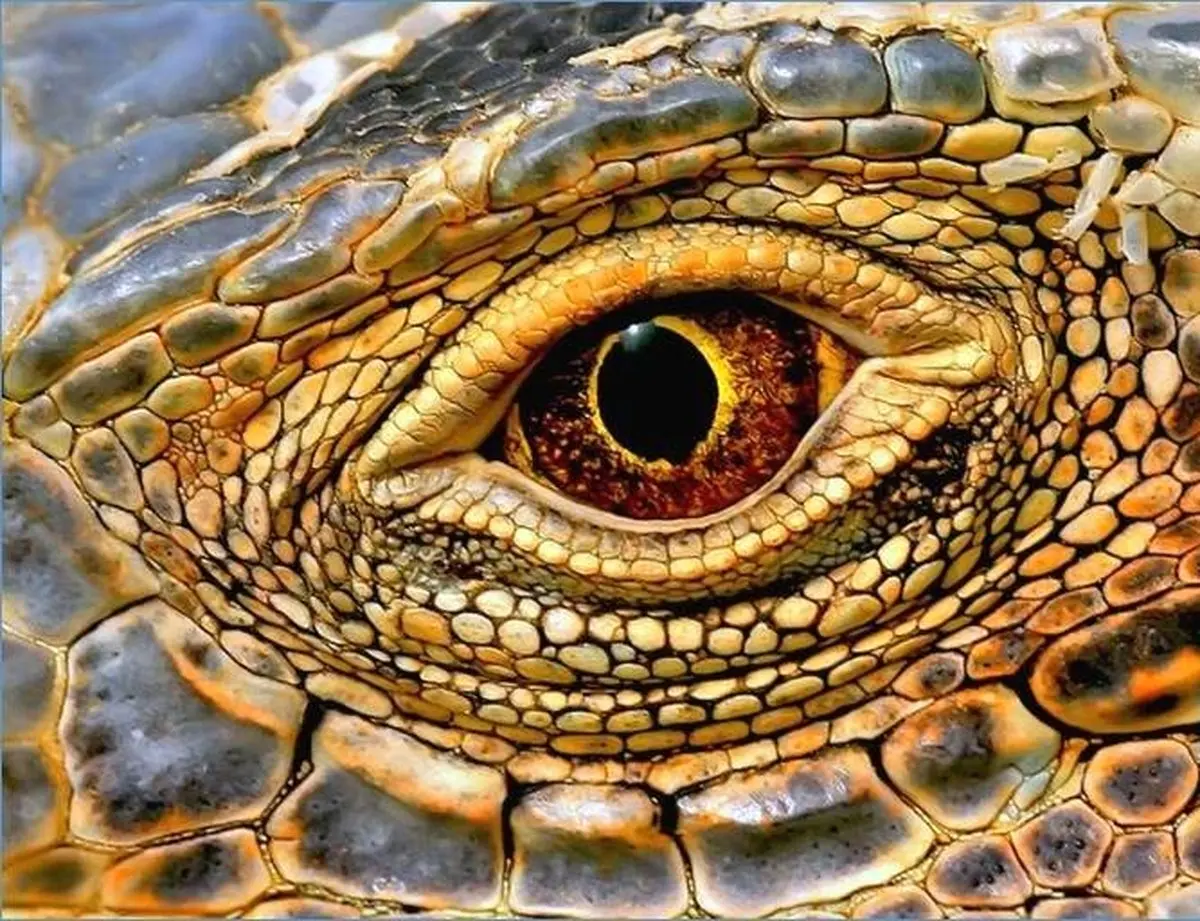 نمایی زیبا از چشم ایگوانا / عکس