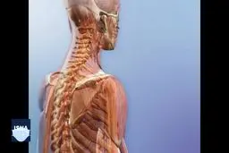 ویدئو / احتمال توقف روند پیری با هورمونی که در استخوان ساخته می‌شود