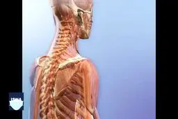 ویدئو / احتمال توقف روند پیری با هورمونی که در استخوان ساخته می‌شود
