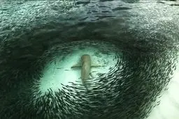 دیدنی های دنیای زیر آب / عکس