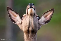 تصاویر برگزیده حیوانات در هفته گذشته