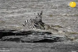 تصاویر جالب از فرار گورخر خوش شانس از آرواره‌های تمساح