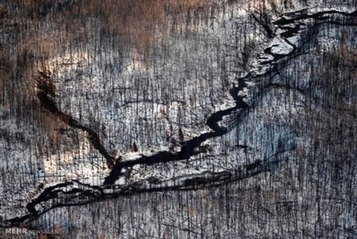 تصاویر منتخب حیات وحش در هفته ای که گذشت