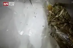 ببینید: هجوم ملخ ها به غرب تهران