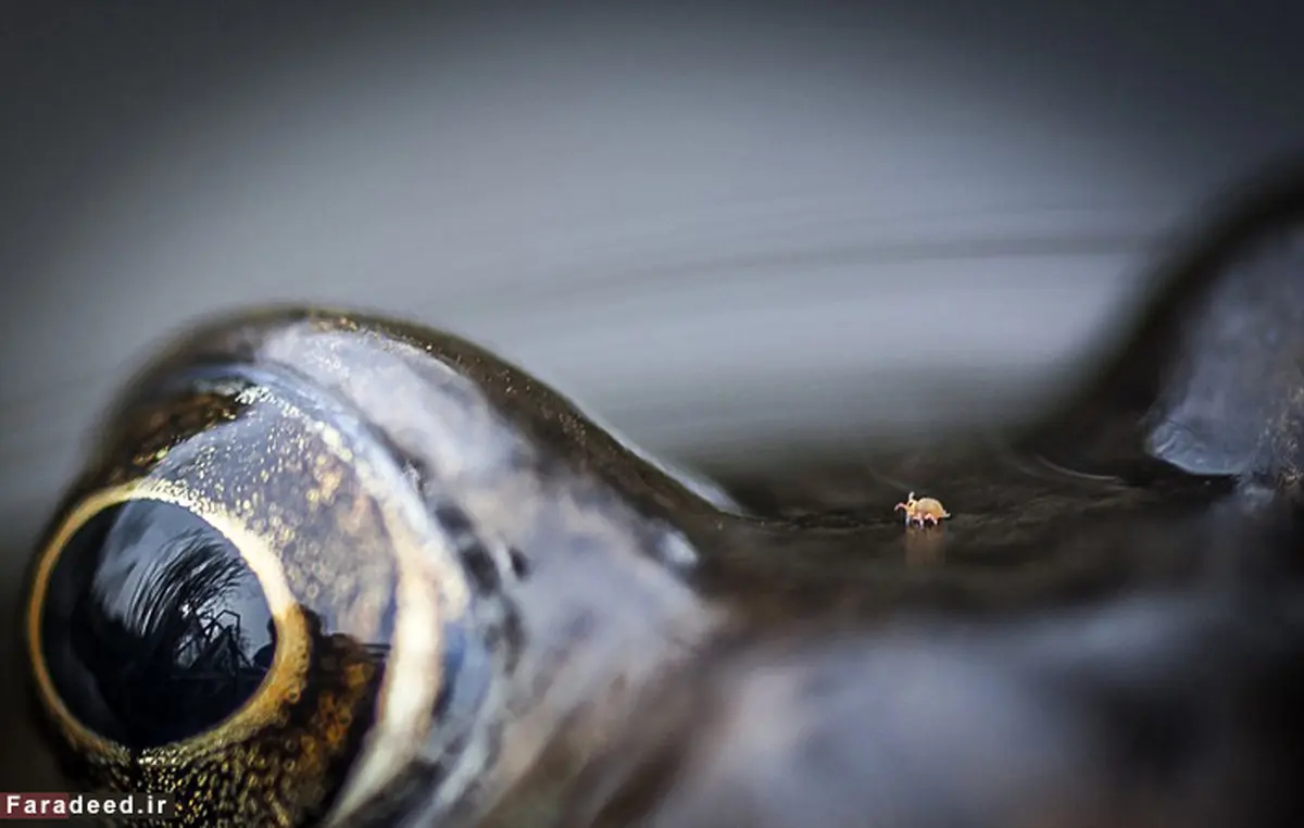 عجیب و دیدنی از دنیای حیوانات/تصاویر