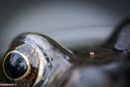 عجیب و دیدنی از دنیای حیوانات/تصاویر