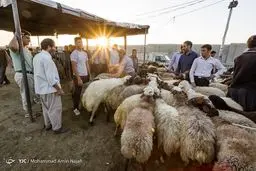 بازار خرید و فروش دام در آستانه عید قربان/تصاویر