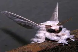 ترسناک‌ترین حیواناتی که تاکنون ندیده‌اید + تصاویر