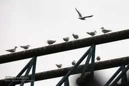 تالاب بندر انزلی/تصاویر