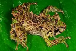 کشف موجودی عجیب در اکوادور/ عکس