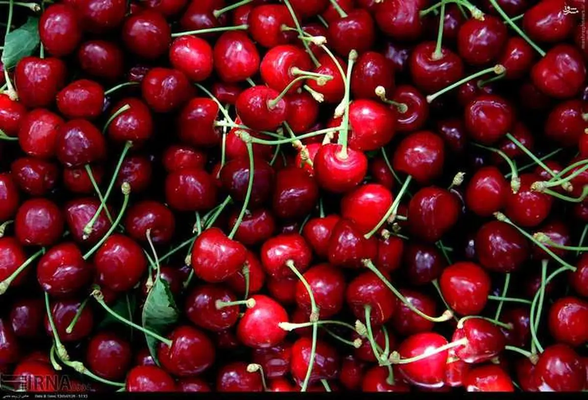 برداشت گیلاس از باغات خراسان شمالی/ تصاویر