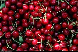 برداشت گیلاس از باغات خراسان شمالی/ تصاویر