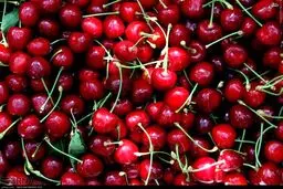 برداشت گیلاس از باغات خراسان شمالی/ تصاویر