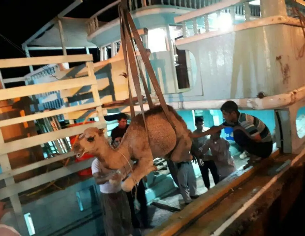 تصویری از صادرات شتر به قطر از طریق گمرک بندر لنگه