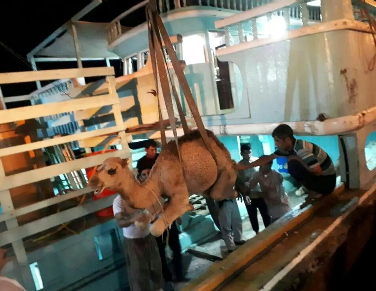 تصویری از صادرات شتر به قطر از طریق گمرک بندر لنگه
