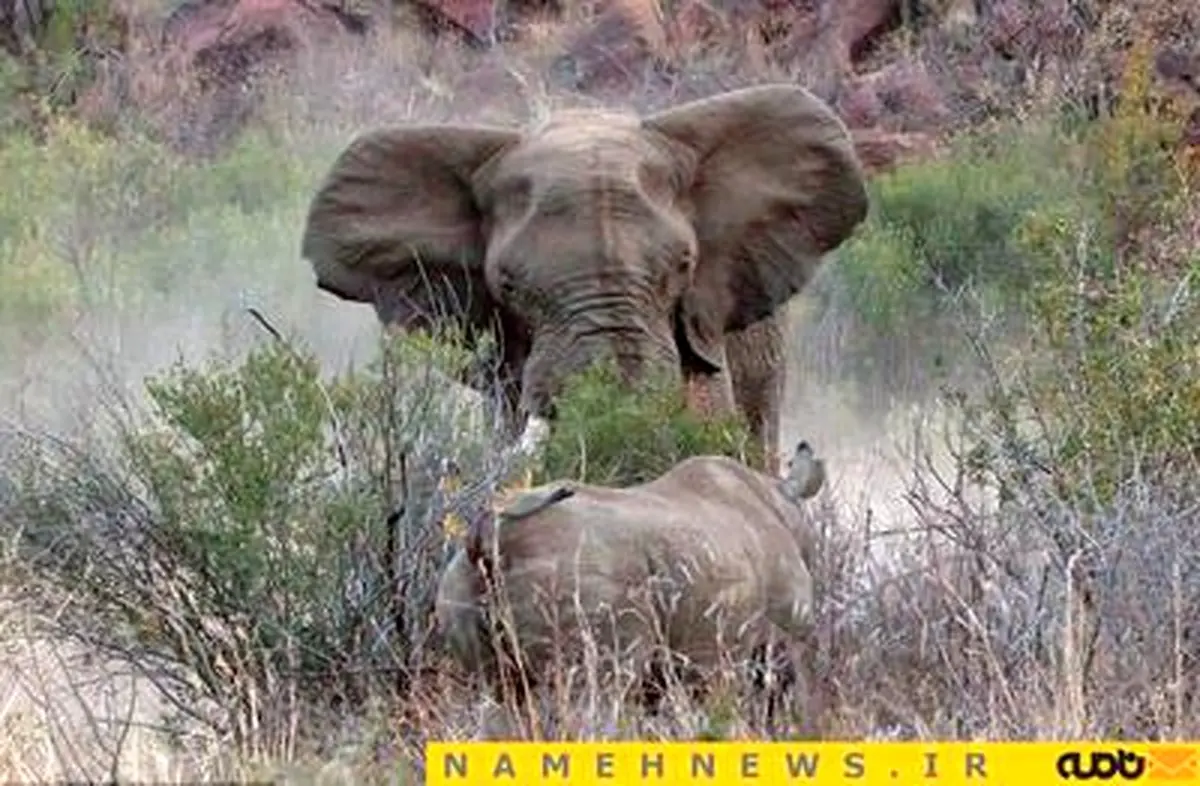 جنگ میان فیل و کرگدن؛ کدامیک برنده‌اند؟/ تصاویر
