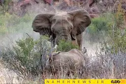 جنگ میان فیل و کرگدن؛ کدامیک برنده‌اند؟/ تصاویر