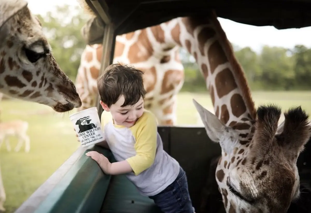 تصویری زیبا از بازی با زرافه‌ها در عکس روز نشنال جئوگرافیک