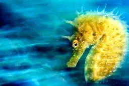 تصویر رویایی از یک اسب دریایی/تصویر برنده جایزه عکاسی زیر آب