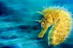 تصویر رویایی از یک اسب دریایی/تصویر برنده جایزه عکاسی زیر آب