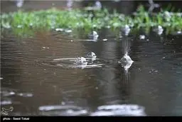 تصاویری زیبا از باش باران در رشت