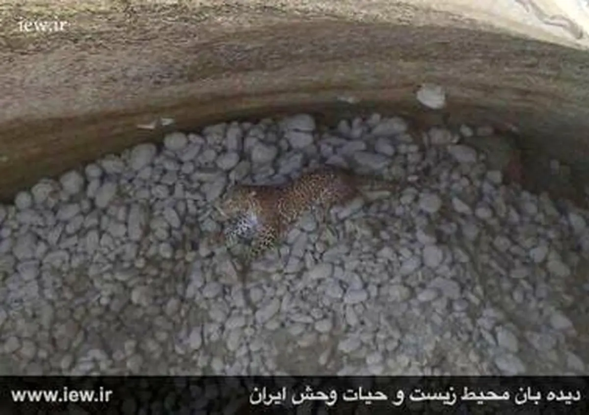 تصاویر نجات یک پلنگ با تلاش محیط بانان هرمزگانی