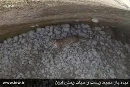 تصاویر نجات یک پلنگ با تلاش محیط بانان هرمزگانی