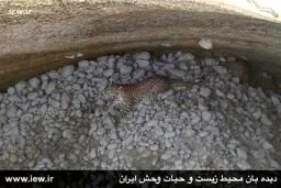تصاویر نجات یک پلنگ با تلاش محیط بانان هرمزگانی