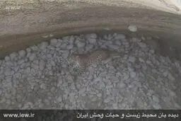 تصاویر نجات یک پلنگ با تلاش محیط بانان هرمزگانی
