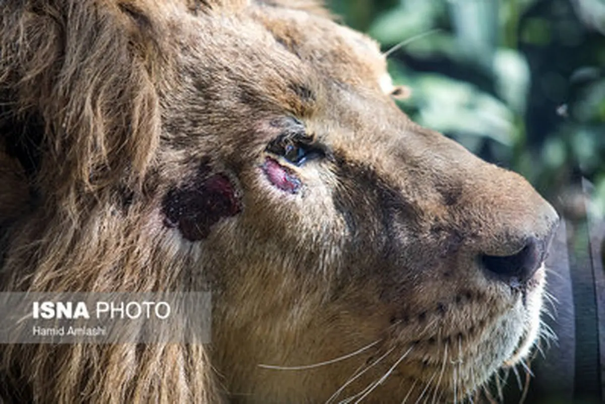 تصاویر: ورود شیر آسیایی به ایران