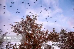 پاییز زیبا در آذربایجان شرقی/تصاویر