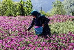 تصاویر/  فصل برداشت در پایتخت گل گاوزبان ایران