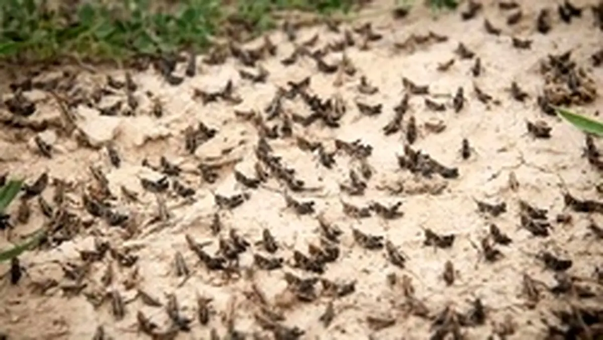 ملخ‌ها و خسارت 6 ملياردی در استان فارس